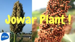 Jowar Plant | சோளம் | Jowar | Sorghum | Vellai Cholam | Tamil | Master Mano | MM | V279 #Shorts