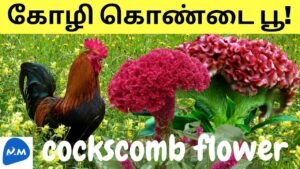 கோழி கொண்டை பூ | Cockscomb Flower | Hen’s Horn Flower | Celosia | Tamil | Master Mano | MM | V278