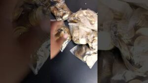 Indian commemorative coin packets #shorts