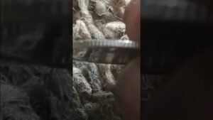 Canada dime error coin roll hunting 1952