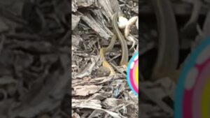 Ptyas mucosa, commonly known as the oriental ratsnake, Indian rat snake, darash or dhaman