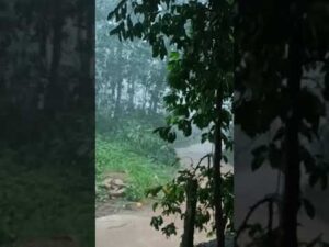 വേനൽ മഴ.