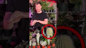 Mrbeast real or cake for $10,000