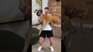 Mrbeast holding bigger and bigger dogs