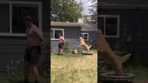 Master Ji Useful Websites Day 71 #shortsfeed