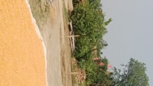 Chillar Gyan Best streaming for UPSC website question ❓